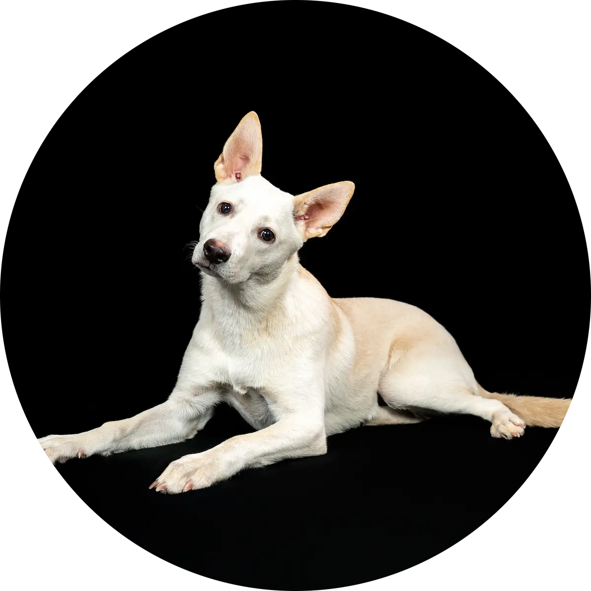 Alice Shop Pup Auto Repair In Castle Rock CO At Titan Auto Tech European & Import Auto Repair. A light-colored dog with upright ears lies on a black background, facing forward with its head slightly tilted to one side.
